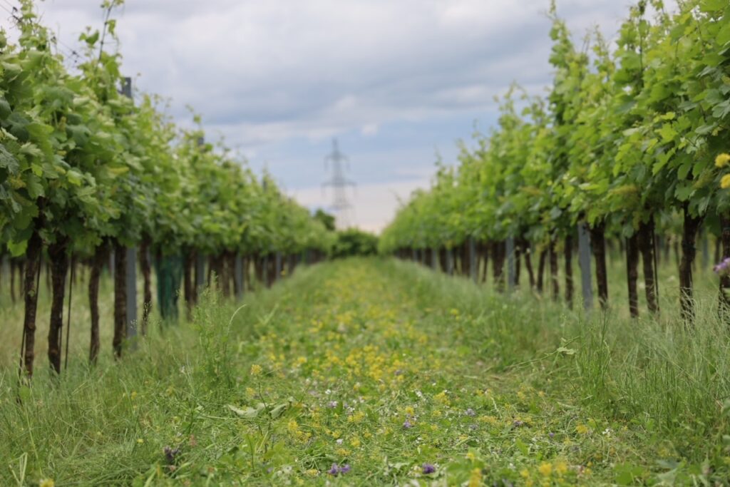 Weingarten nach dem Walzen / vinyard after rolling