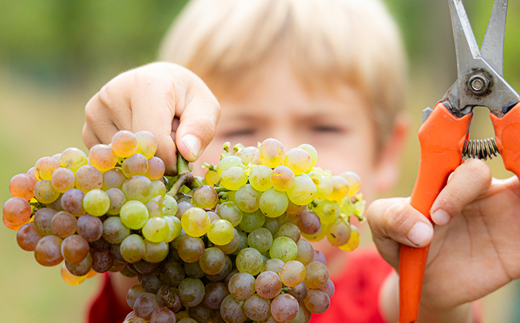 Ernte 2026 (c) Weingut Mehofer