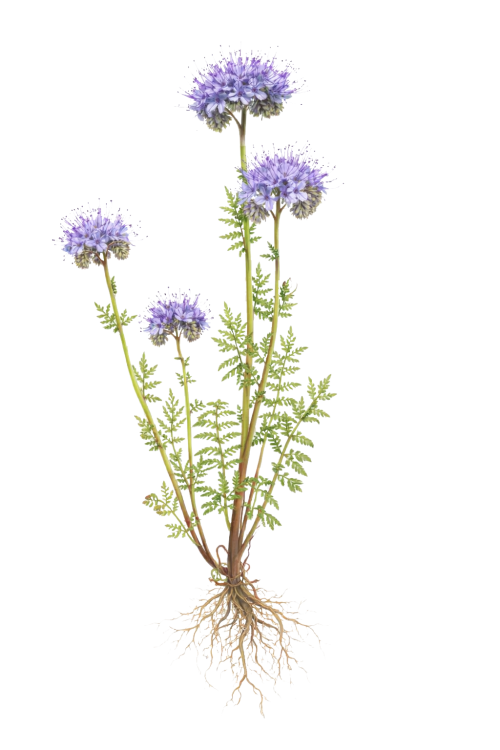 Phacelia